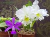 Cattleya walkeriana 